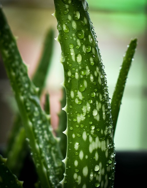 Aloe Vera for Erectile Dysfunction Dr. Jon Lazare